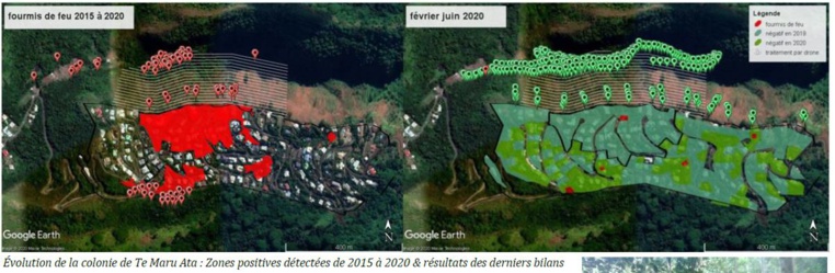 Le traitement par drones s'est révélé très efficace à Te Maru Ata, c'est donc la méthode qui sera utilisée pour exterminer la PFF de Papehue. Le traitement par drones s'est révélé très efficace à Te Maru Ata, c'est donc la méthode qui sera utilisée pour exterminer la PFF de Papehue.
