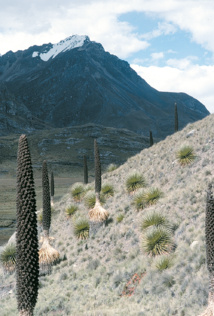 Dans le paysage aride et désolé de la haute puna, seules grandissent ces étranges Broméliacées. Dans le paysage aride et désolé de la haute puna, seules grandissent ces étranges Broméliacées.