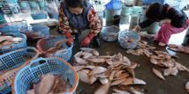 La radioactivité des poissons pêchés au large de Fukushima reste élevée