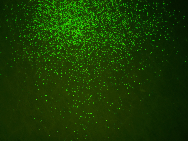 Des scientifiques redonnent vie à des microbes ancestraux Des scientifiques redonnent vie à des microbes ancestraux