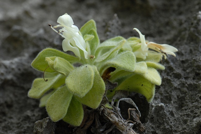 La Scrophlariaceae nov. découverte en 2009. (Crédit photo : Fred Jacq)