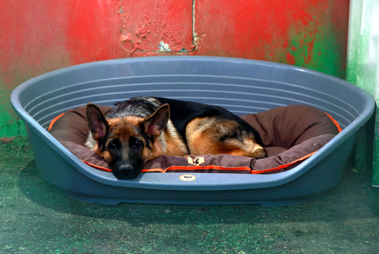 Le premier chien testé positif au coronavirus aux Etats-Unis est mort Le premier chien testé positif au coronavirus aux Etats-Unis est mort