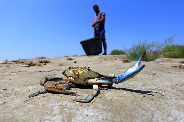 Le crabe bleu, bête noire des pêcheurs albanais Le crabe bleu, bête noire des pêcheurs albanais