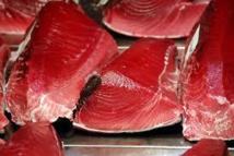 WWF dénonce un trafic de thon rouge en Méditerranée via le Panama entre 2000 et 2010