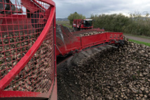 Jaunisse de la betterave: le gouvernement prêt à réautoriser un insecticide interdit