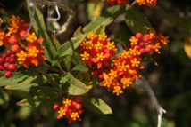 Les plantes tinctoriales de Polynésie