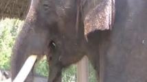 Un éléphant coréen peut imiter le langage humain