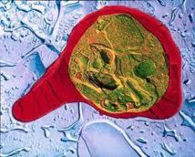 L'Asie-Pacifique doit financer la lutte contre le paludisme