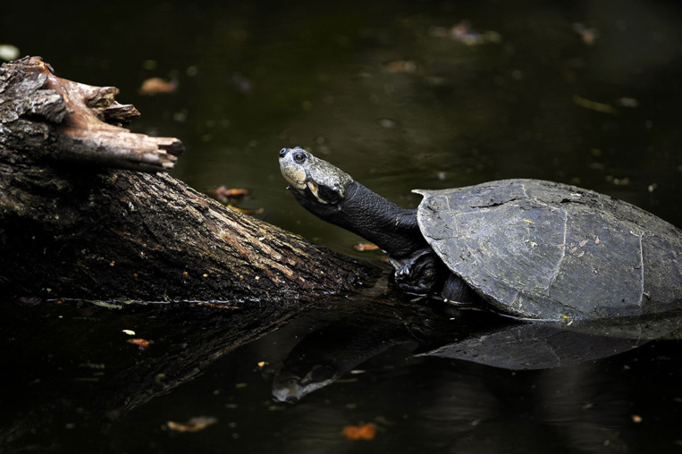 Venezuela: une réserve naturelle marine souillée par des nappes de pétrole