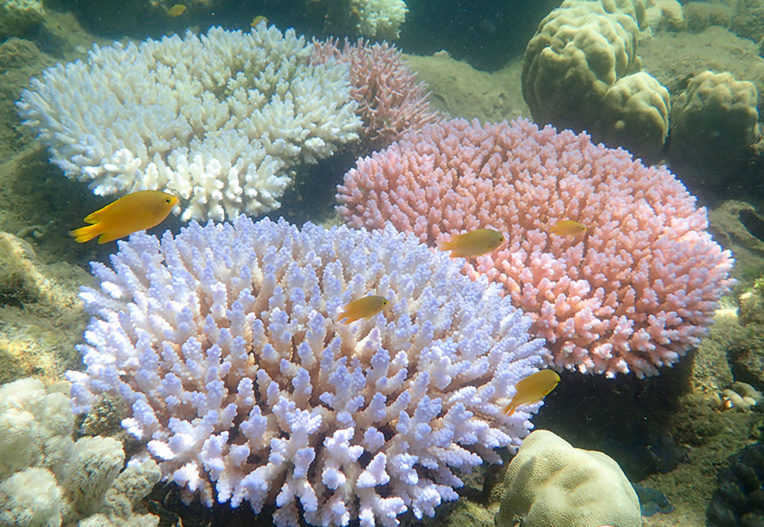 A Monaco, une plongée virtuelle saisissante dans les récifs coralliens d'Australie