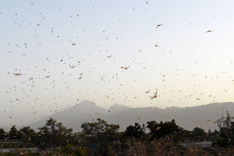 Une phéromone irrésistible à l'origine des nuées de criquets Une phéromone irrésistible à l'origine des nuées de criquets