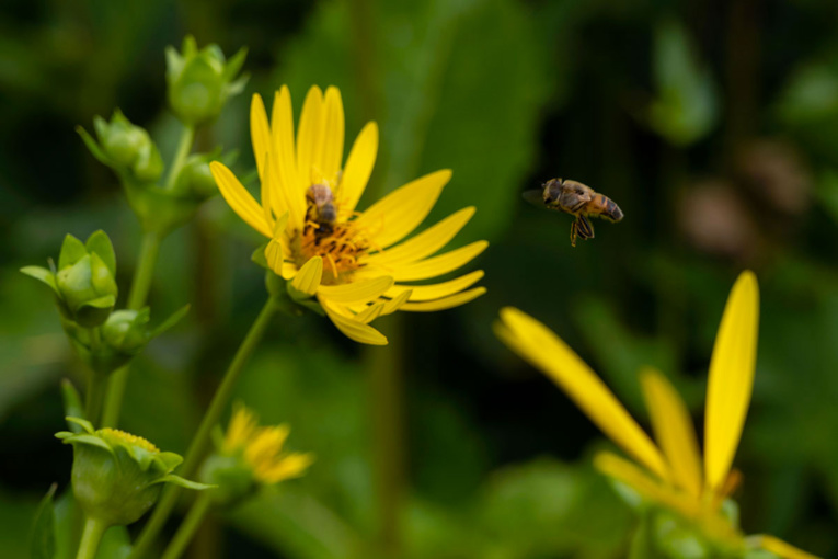 Le renouveau de la silphie, plante écologique et résistante à la sécheresse