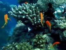 Le génome du corail dans le viseur de chercheurs australiens et saoudiens