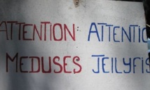 Attention  aux  méduses à la pointe Vénus