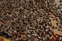 Apiculture : la filière polynésienne à la loupe
