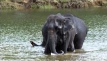 Trois éléphants menacés d'extinction tués "par vengeance"