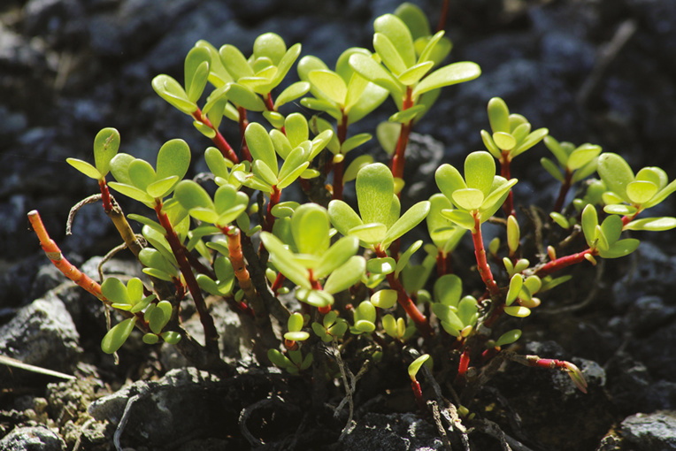 Kauehi, côté nature Kauehi, côté nature