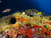 Biodiversité observée dans les fonds sous-marins des Marquises (Crédit photo : Y.Hubert/Bureau 233).
