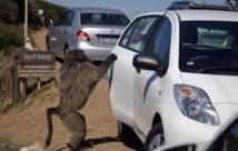 Afrique du Sud: les babouins du cap pourchassés au paintball