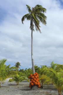 Non, cette année, les cocos ne se portent pas en bas des troncs de cocotiers. Il ne s’agit que de bouées d’anciennes fermes perlières.
