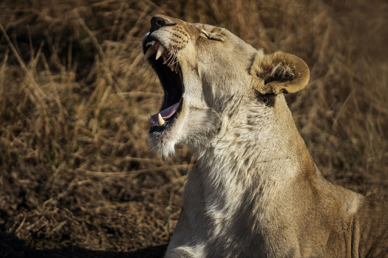 Un éleveur de lions sud-africain tué par un de ses félins Un éleveur de lions sud-africain tué par un de ses félins