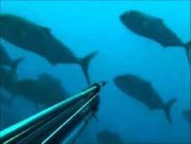 Noyade d'un pêcheur apnéiste