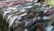 Pêche : 2011 confirme une reprise des exportations