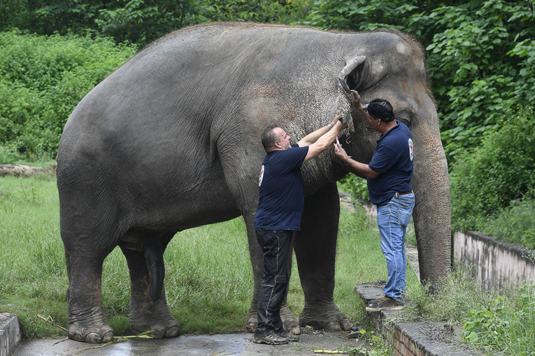 Obèse et maltraité, l'unique éléphant du Pakistan va quitter le pays