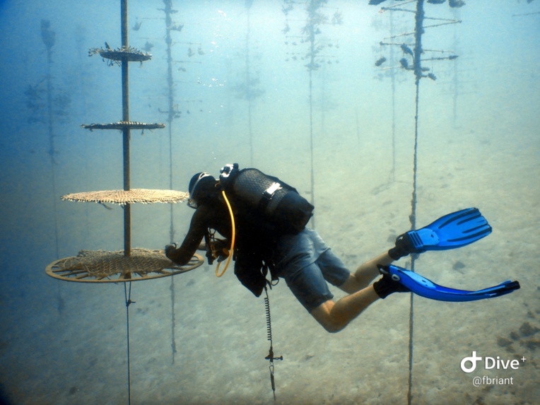 Biomim4Coral : une nurserie de corail sans plastique Biomim4Coral : une nurserie de corail sans plastique