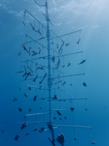 Biomim4Coral : une nurserie de corail sans plastique
