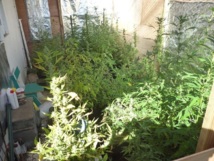 Mataiea : 1 123 pieds de paka surveillés par webcam