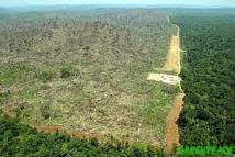 La déforestation au Brésil atteint son plus bas niveau historique