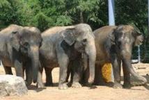 Un zoo néerlandais donne gratuitement 4 éléphants belliqueux