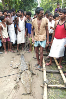 En Inde, un village prend un crocodile en otage En Inde, un village prend un crocodile en otage