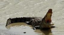 Un crocodile emporte un enfant de 12 ans en Australie