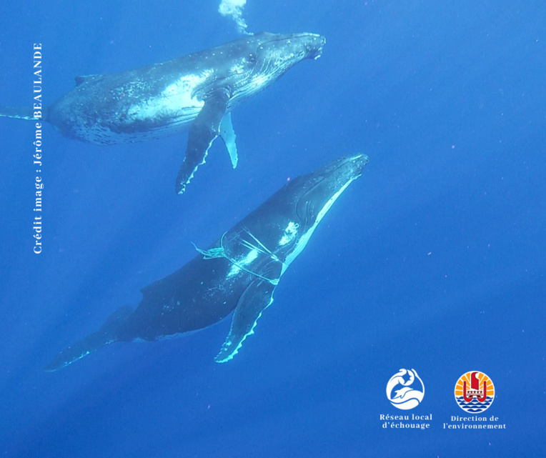 Crédit Jérôme BEAULANDE Crédit Jérôme BEAULANDE