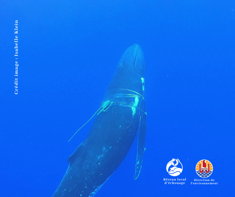 Crédit : Isabelle Klein Crédit : Isabelle Klein