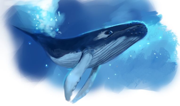 "Les animaux du Pacifique", saison 2 ! "Les animaux du Pacifique", saison 2 !