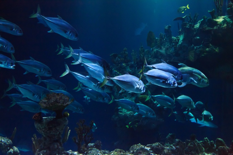 La pollution sonore fragilise la santé des poissons (étude)