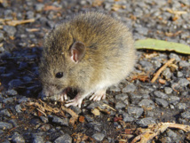 Sur l’île d’Ata, les seuls mammifères encore présents sont des rongeurs, des rats de l’espèce polynésienne Rattus exulans, sans doute arrivés avec les premiers occupants tongiens. Sur l’île d’Ata, les seuls mammifères encore présents sont des rongeurs, des rats de l’espèce polynésienne Rattus exulans, sans doute arrivés avec les premiers occupants tongiens.