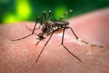 La Nouvelle-Calédonie déclare une épidémie de dengue de type 1