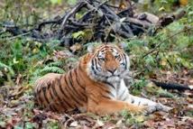 Thaïlande: chasse au tigre après une deuxième attaque mortelle