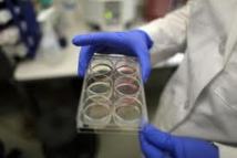 Le Sénat autorise la recherche sur l'embryon et les cellules souches