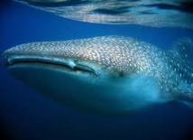 Mesures de protection pour les requins-baleines dans le Pacifique