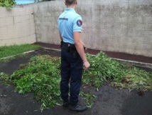 Des plants de cannabis à Takapoto