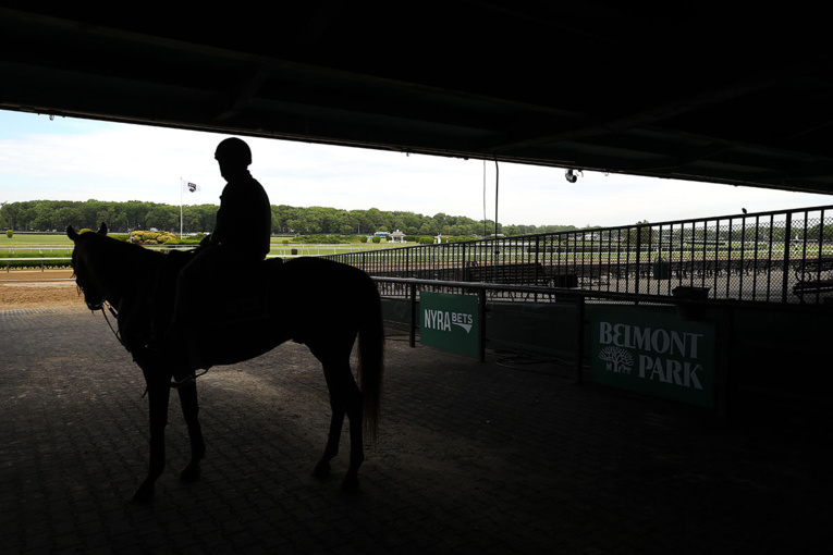 Un poney abattu par balle dans le Tarn