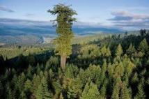 Les plus vieux et plus grands arbres de la planète se meurent