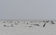 Australie: hécatombe de "dauphins-pilotes" coincés dans une baie
