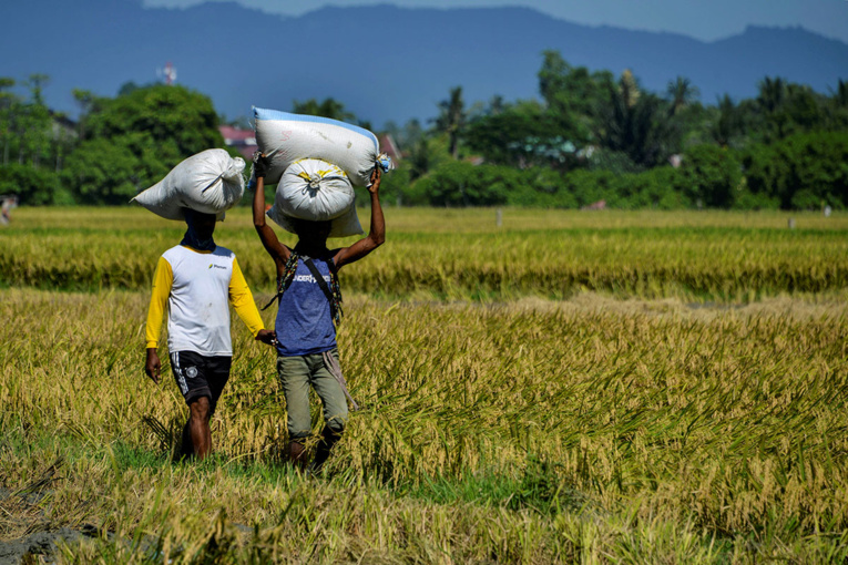 L'Indonésie va créer des domaines agricoles géants pour assurer son autonomie alimentaire