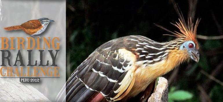 Au coeur du Pérou, des ornithologues venus d'ailleurs donnent libre cours à leur passion